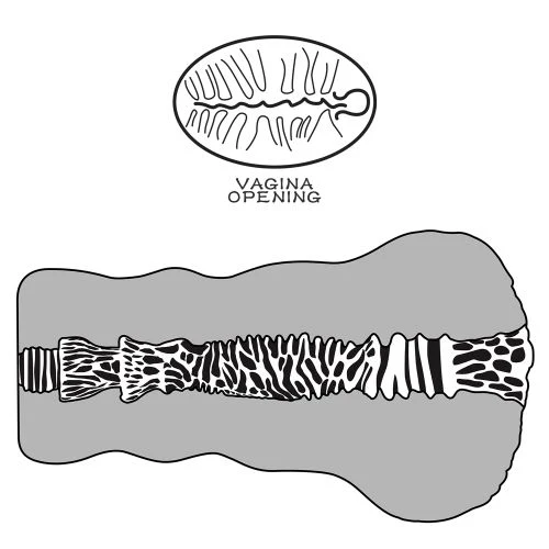 Miniatura 11